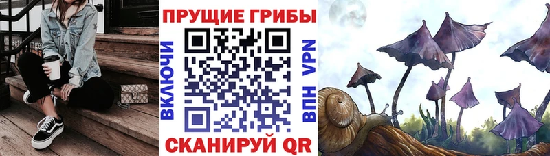Галлюциногенные грибы Psilocybine cubensis  Заринск 
